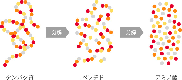 卵白素材（卵白ペプチド）とは