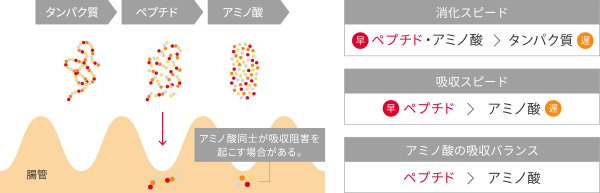 卵白ペプチドの特徴と機能