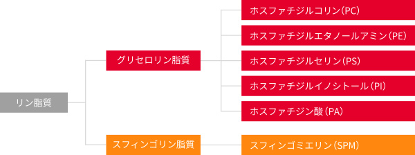 レシチンとは