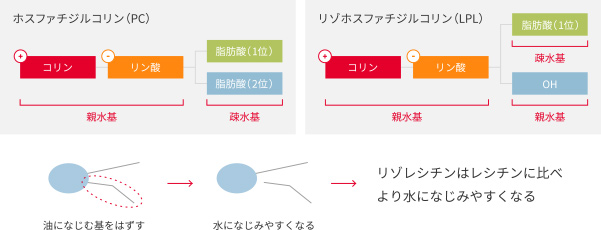 各種天然リン脂質の構造