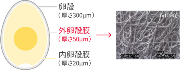 卵殻膜の構造