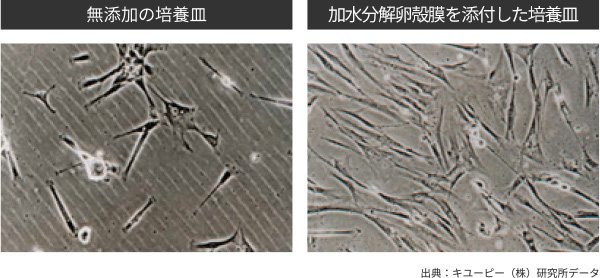 卵白ペプチドの特徴と機能