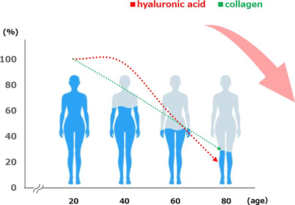 加齢による皮膚のヒアルロン酸量の変化