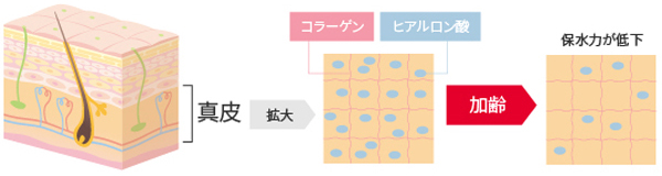 加齢による皮膚のヒアルロン酸量の変化