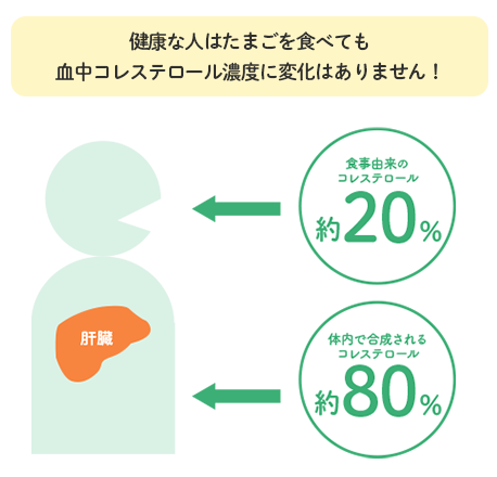 健康な人はたまごを食べても血中コレステロール濃度に変化はありません！