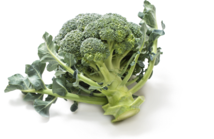 ブロッコリー