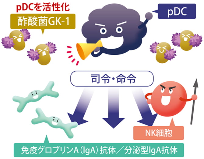 酢酸菌GK-1の免疫維持イメージ