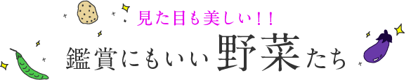 見た目も美しい！！鑑賞にもいい野菜たち