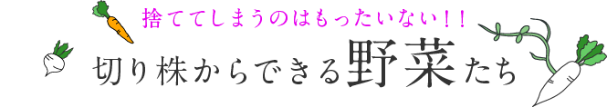 捨ててしまうのはもったいない！！切り株からできる野菜たち