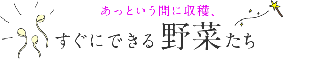 あっという間に収穫、すぐにできる野菜たち