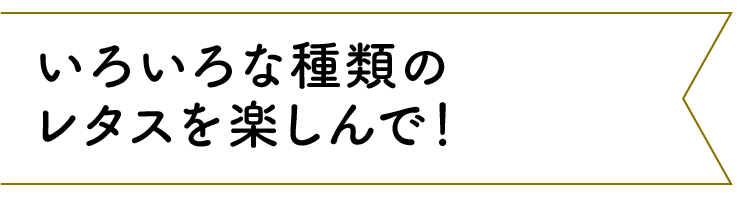 いろいろな種類のレタスを楽しんで！